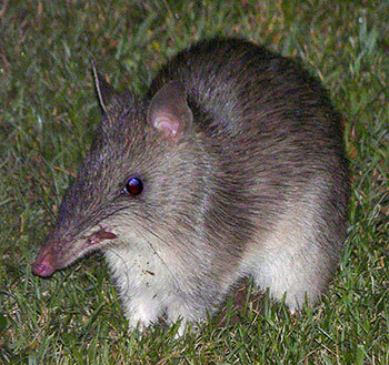 Long-nosed Bandicoot