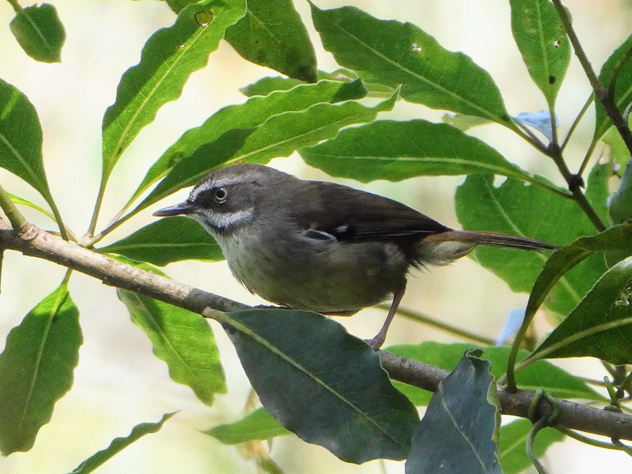 White-browed Scrub-wren 0001 MO.jpg
