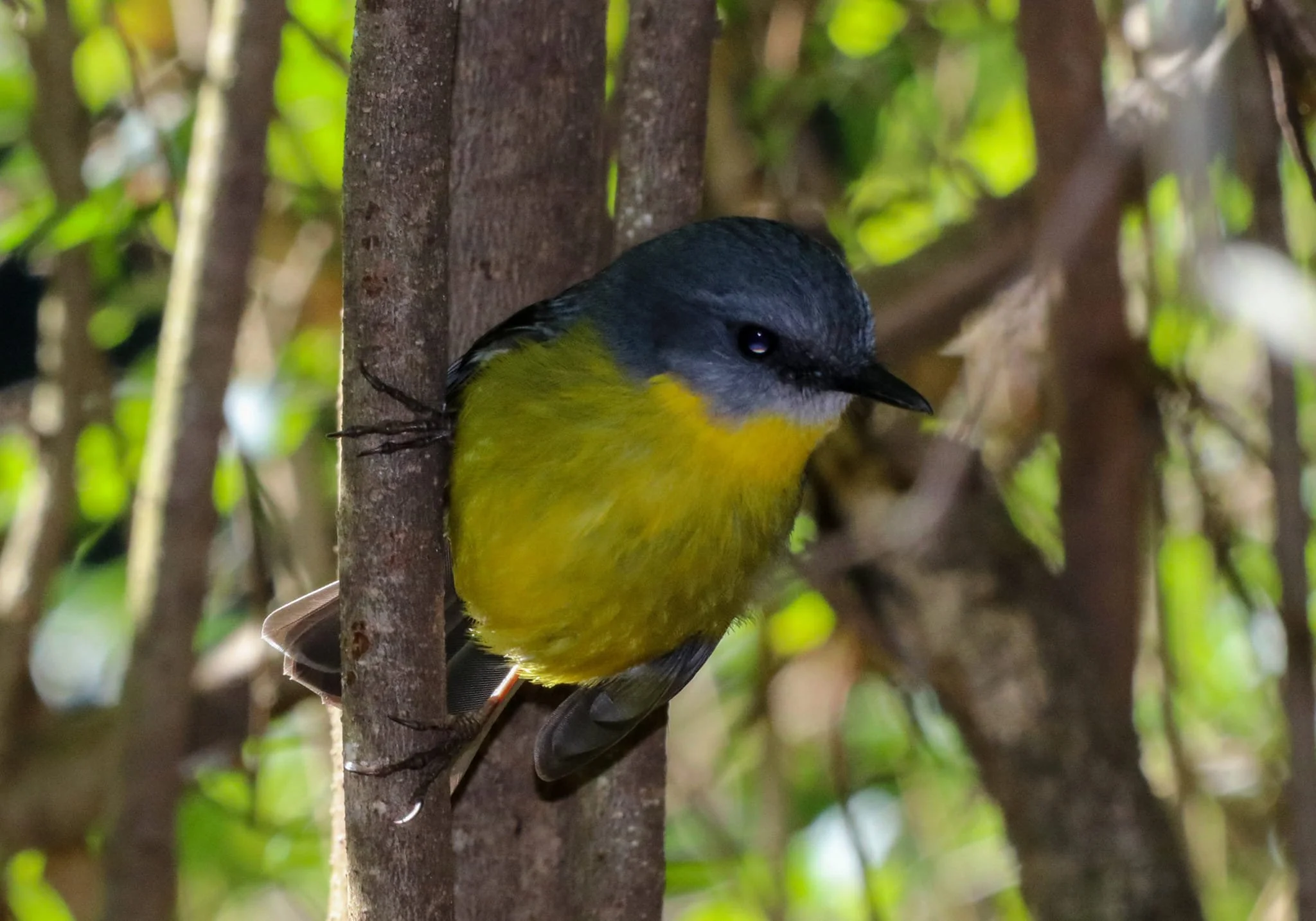 Eastern Yellow Robin 0004 NH.jpg