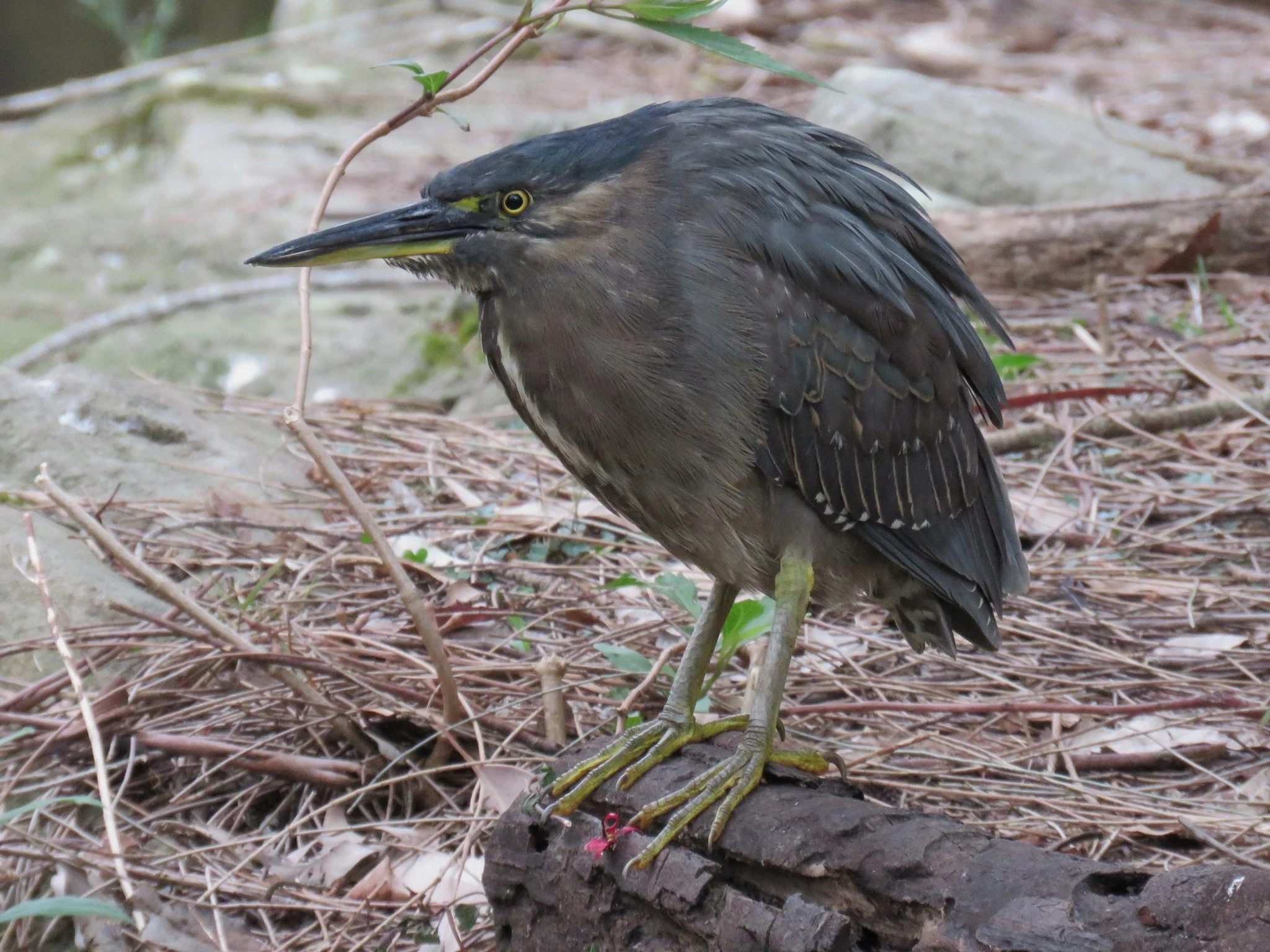 Striated Heron 0001 LB.jpg