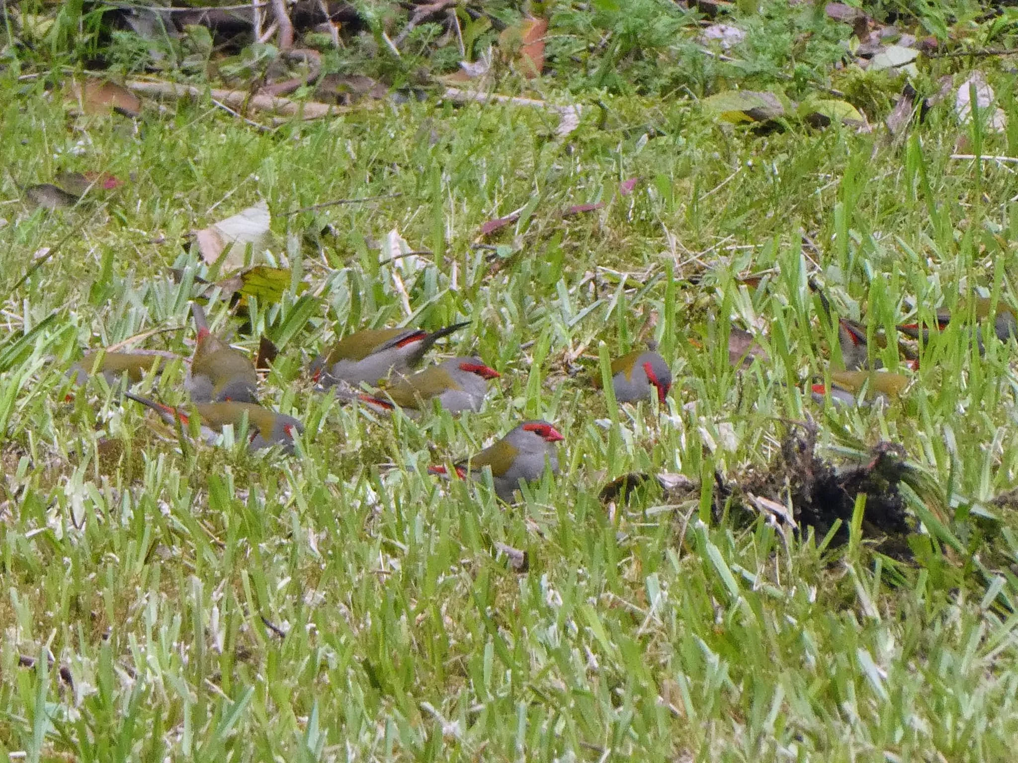 Red-browed Finch 0001 MO.jpg