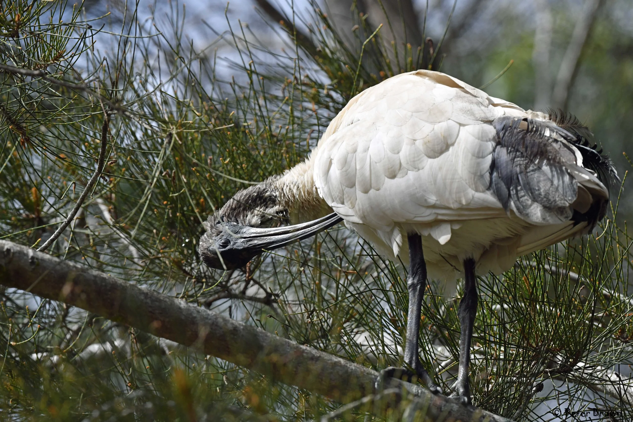 Australian White Ibis 02.jpg