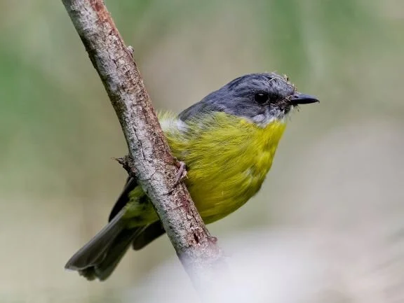 Robin eastern yellow 2 small.jpeg