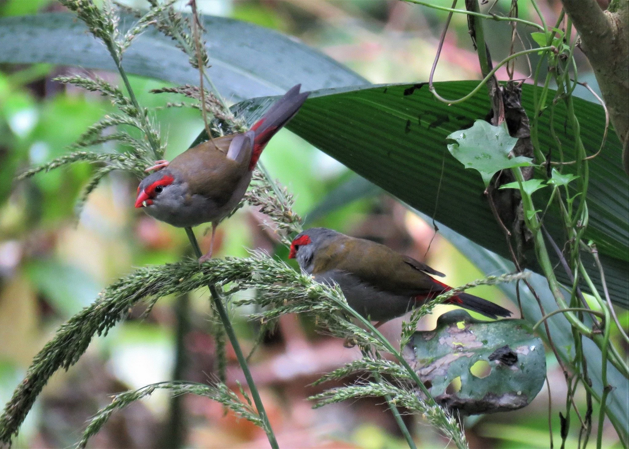 Red-browed Finch 0001 LB.jpg