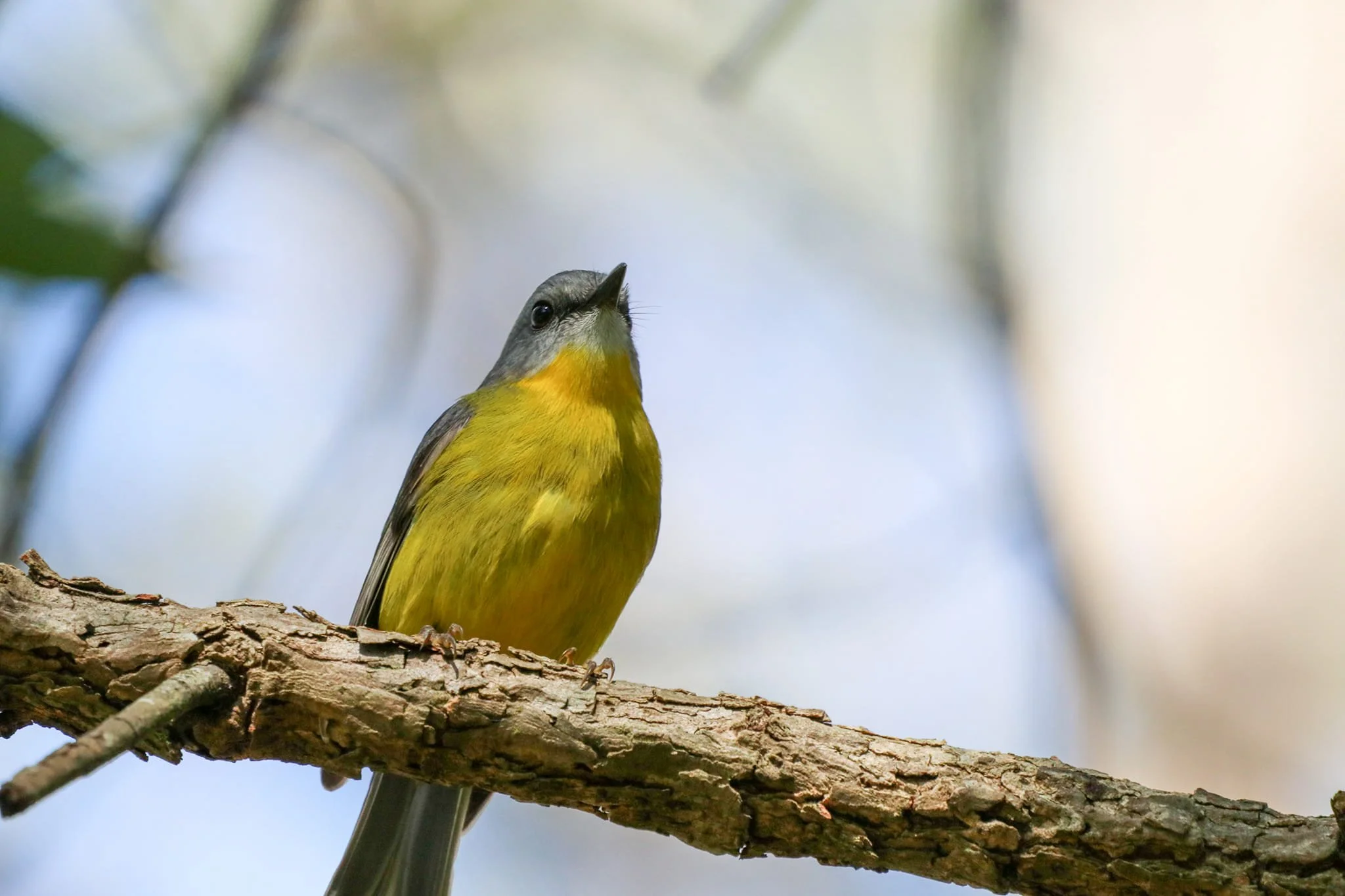 Eastern Yellow Robin 0005 NH.jpg