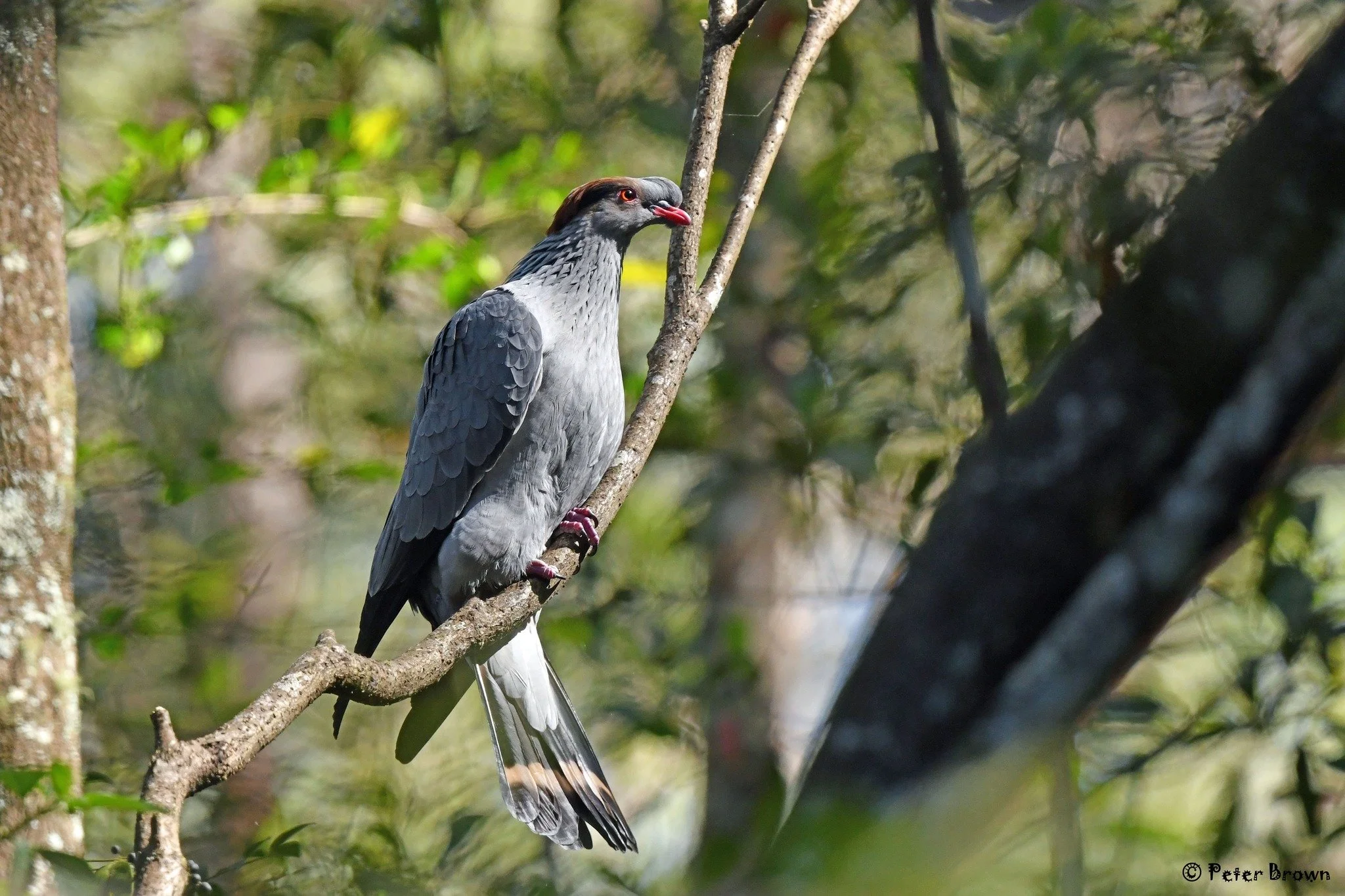 Topknot Pigeon 0002 PB.jpg