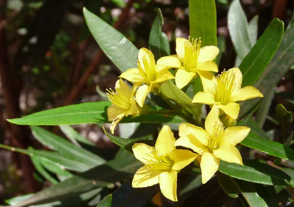 Tristania neriifolia