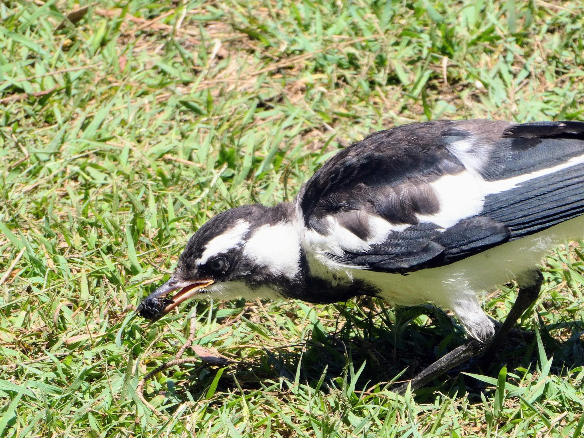 Magpie Lark 0001 MO.jpg