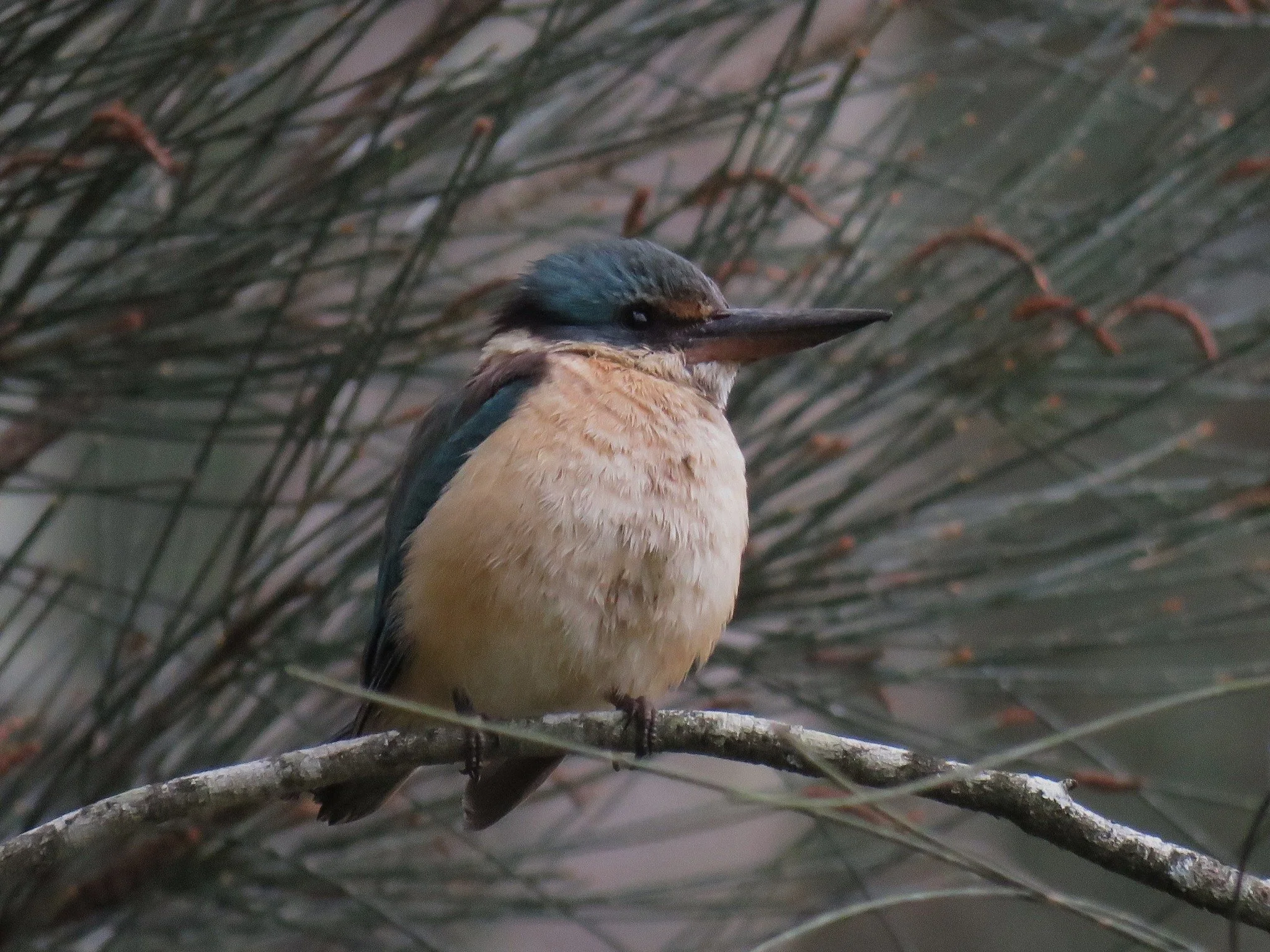 Sacred Kingfisher 0003 LB.jpg