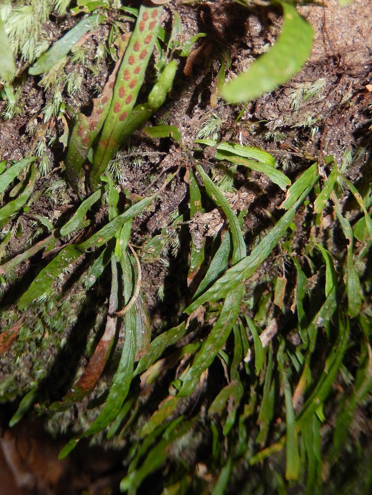 Fern spore Australian Strap Fern Microsorum australiense 