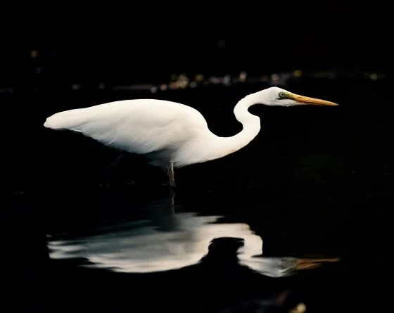 Egret 2 small.jpeg