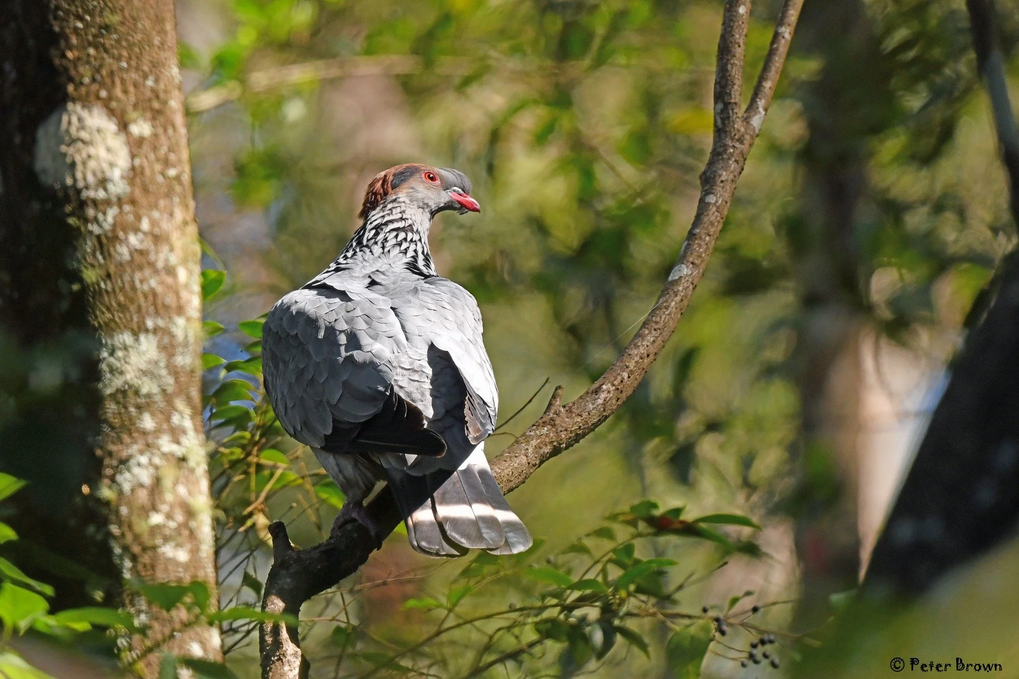 Topknot Pigeon 0001 PB.jpg