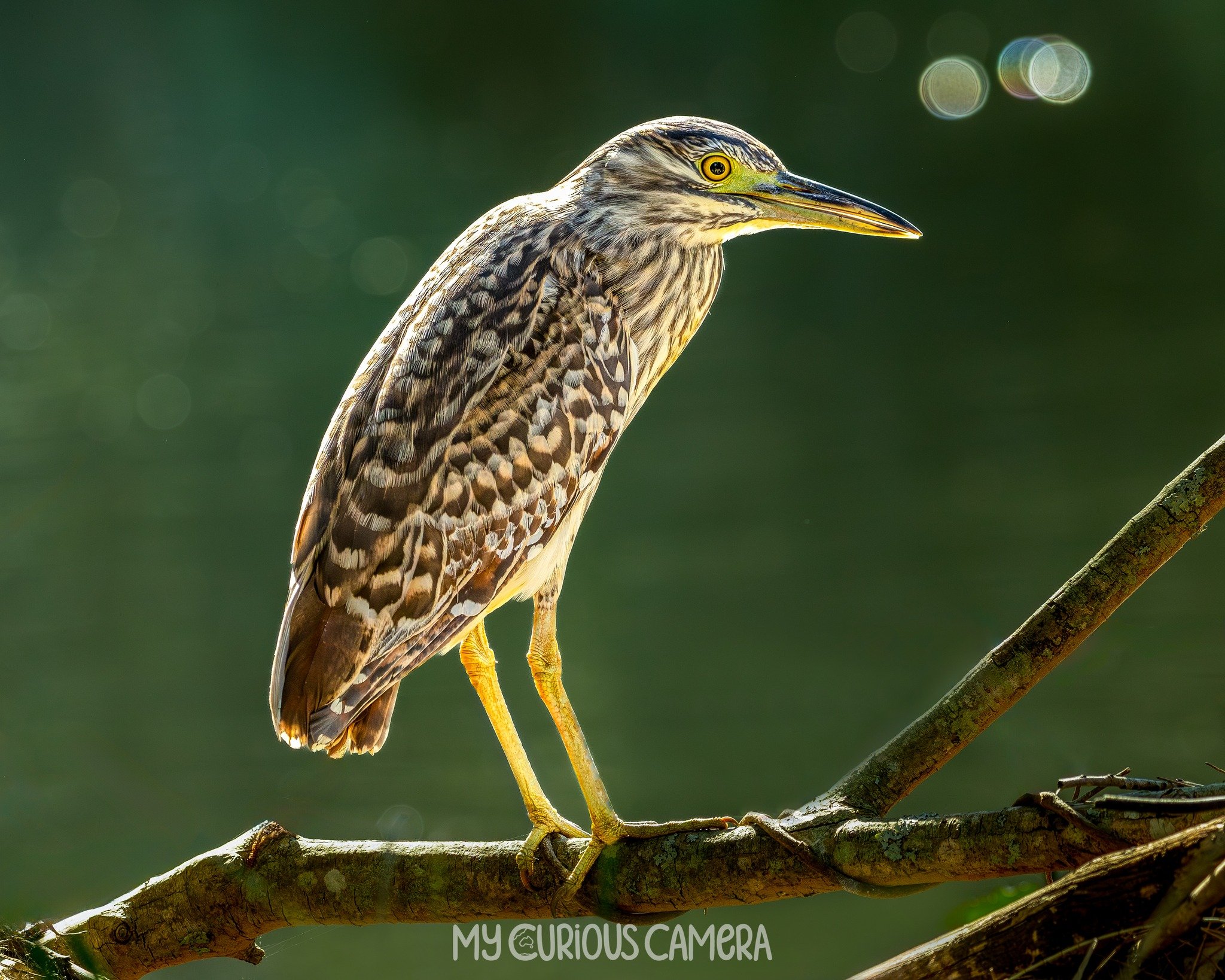 Nankeen Night Heron 0002 MCC.jpg