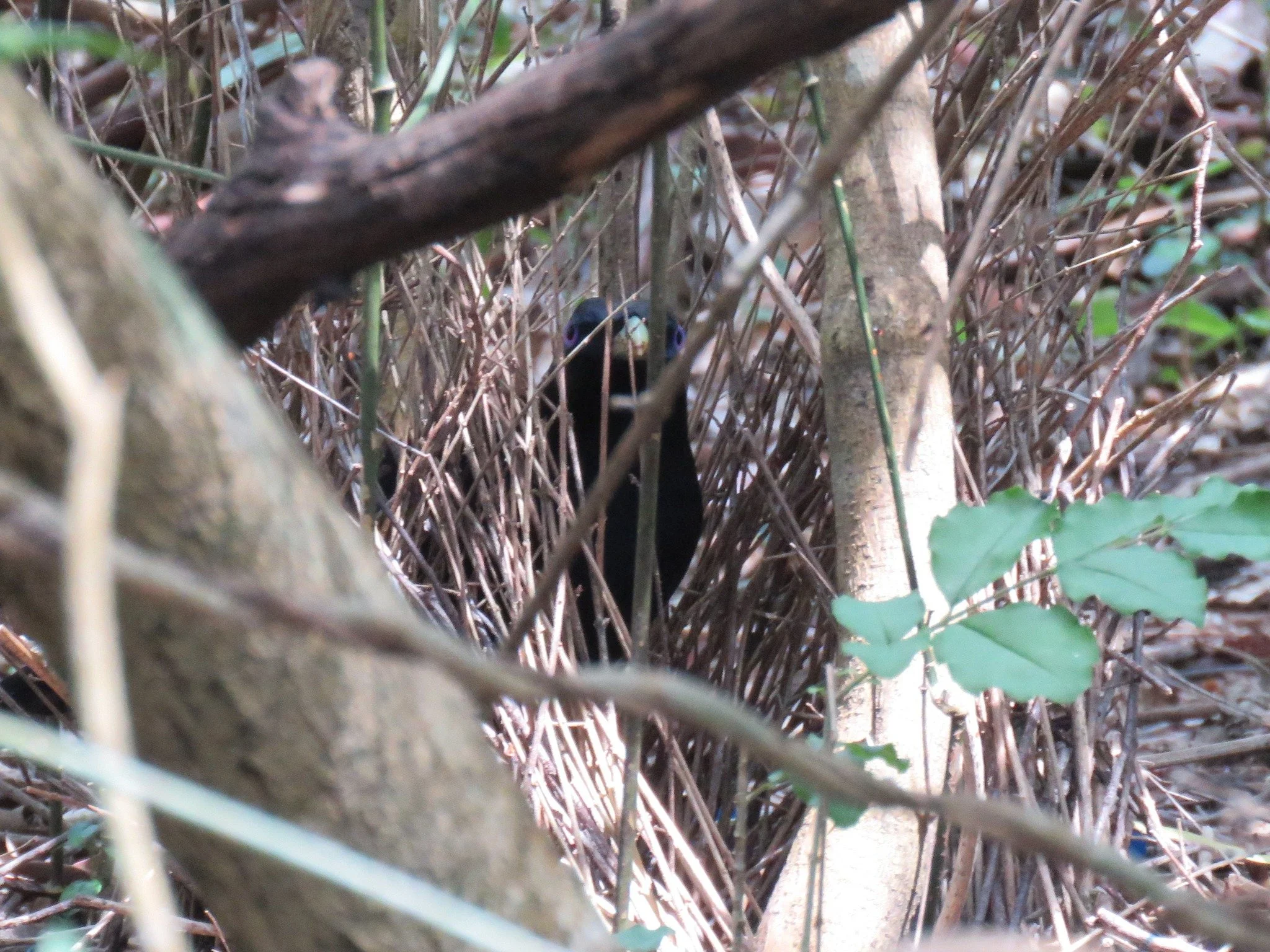 Satin Bowerbird 0001 LB.jpg