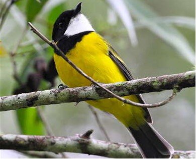 Golden Whistler.jpg
