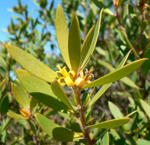 Persoonia lanceolata