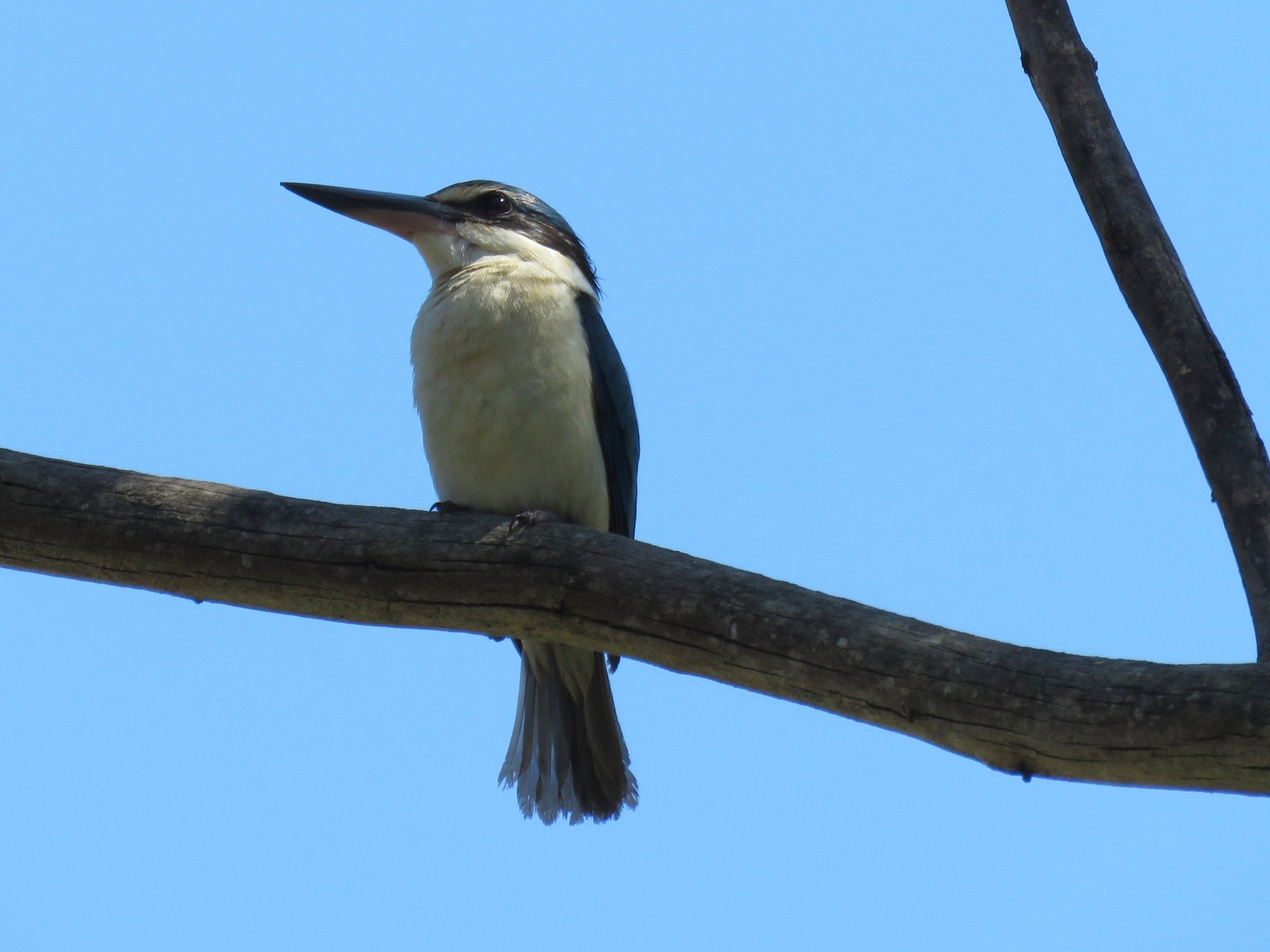 Sacred Kingfisher 0001 LB.jpg
