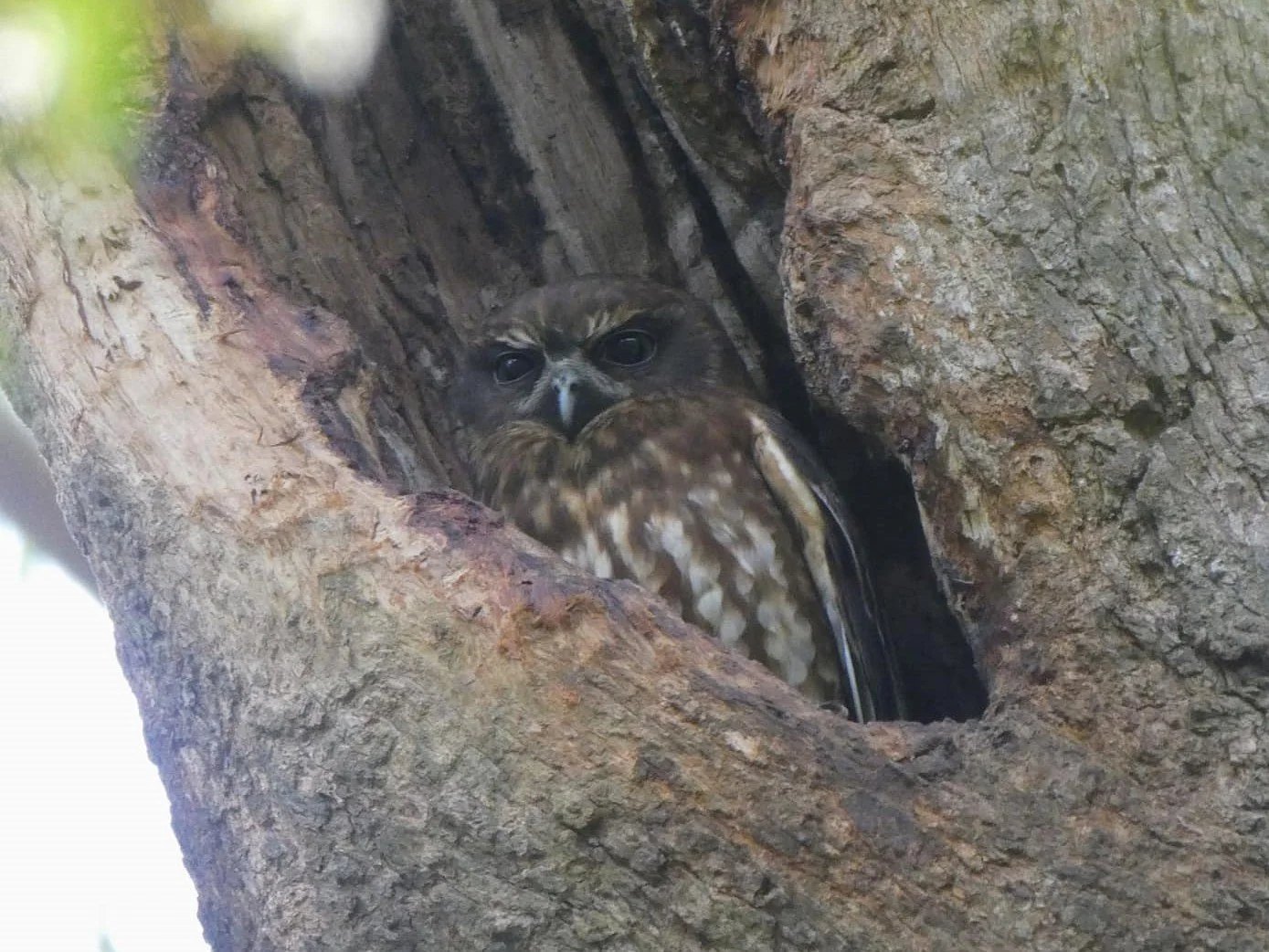 Southern Boobook 0001 MO.jpg