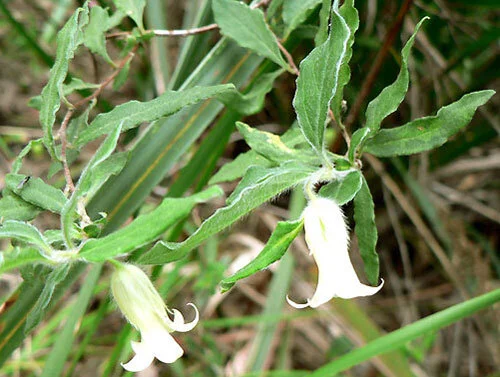 Billardiera scandens