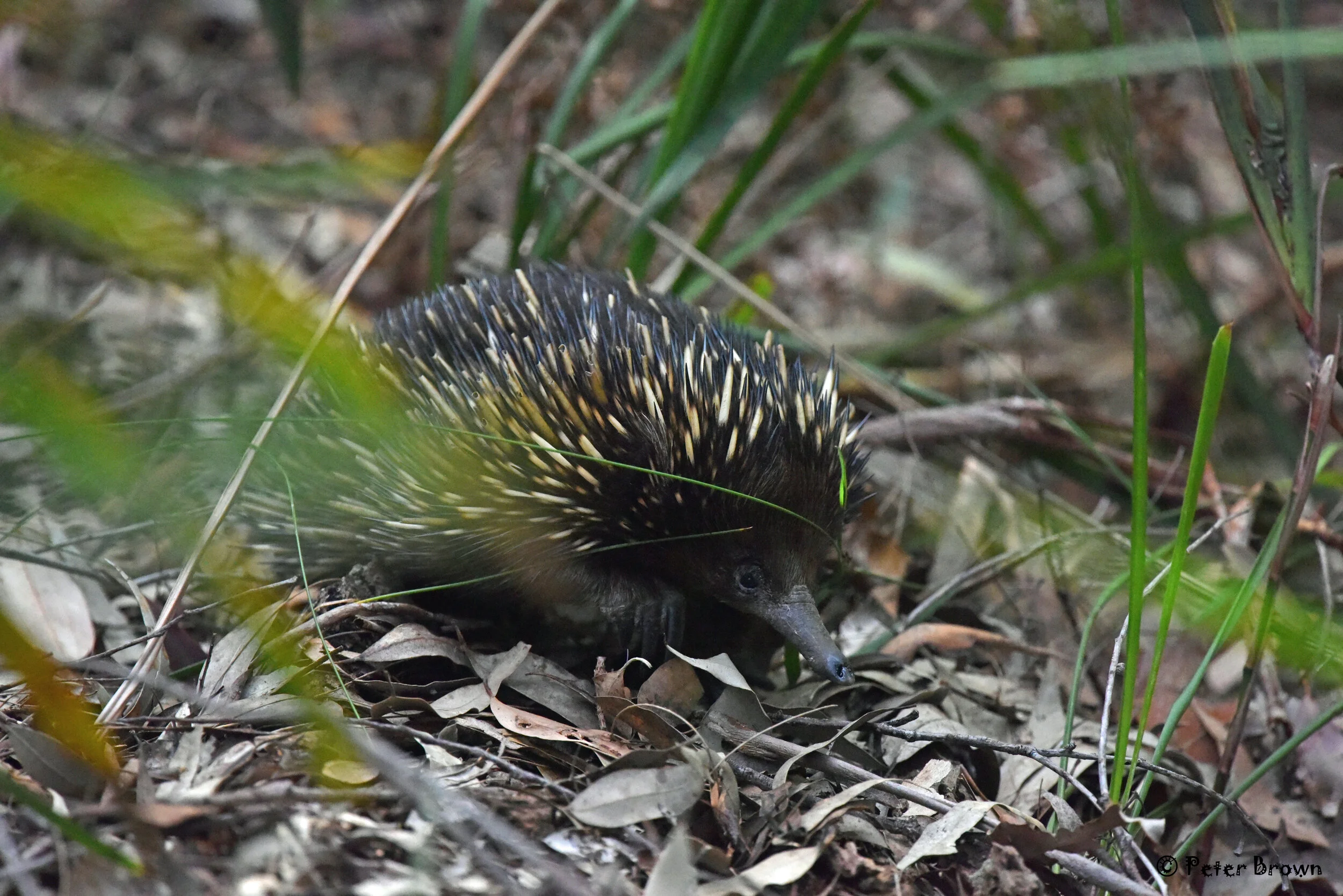 Echidna.jpg