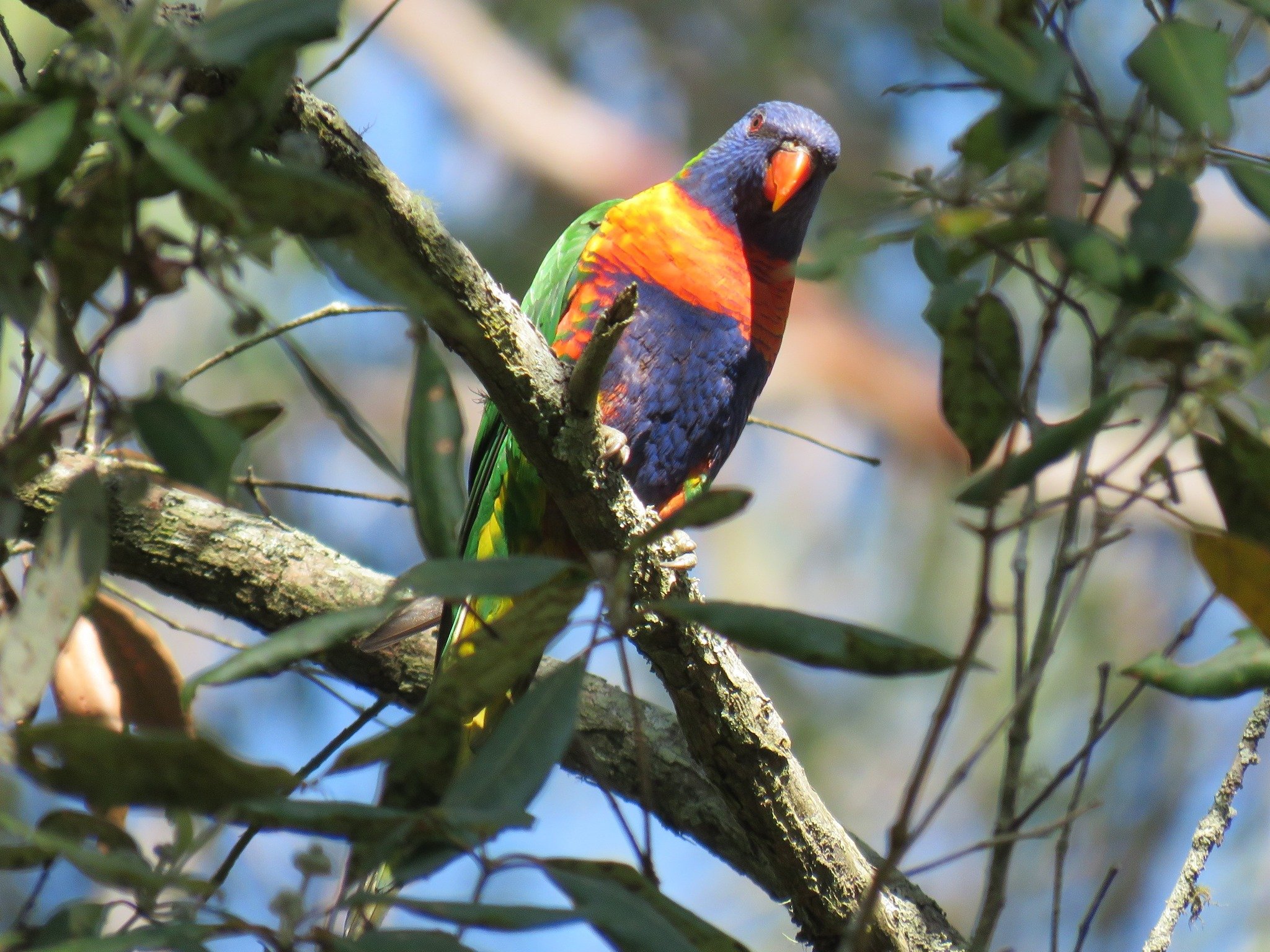 Rainbow Lorikeet 0002 LB.jpg