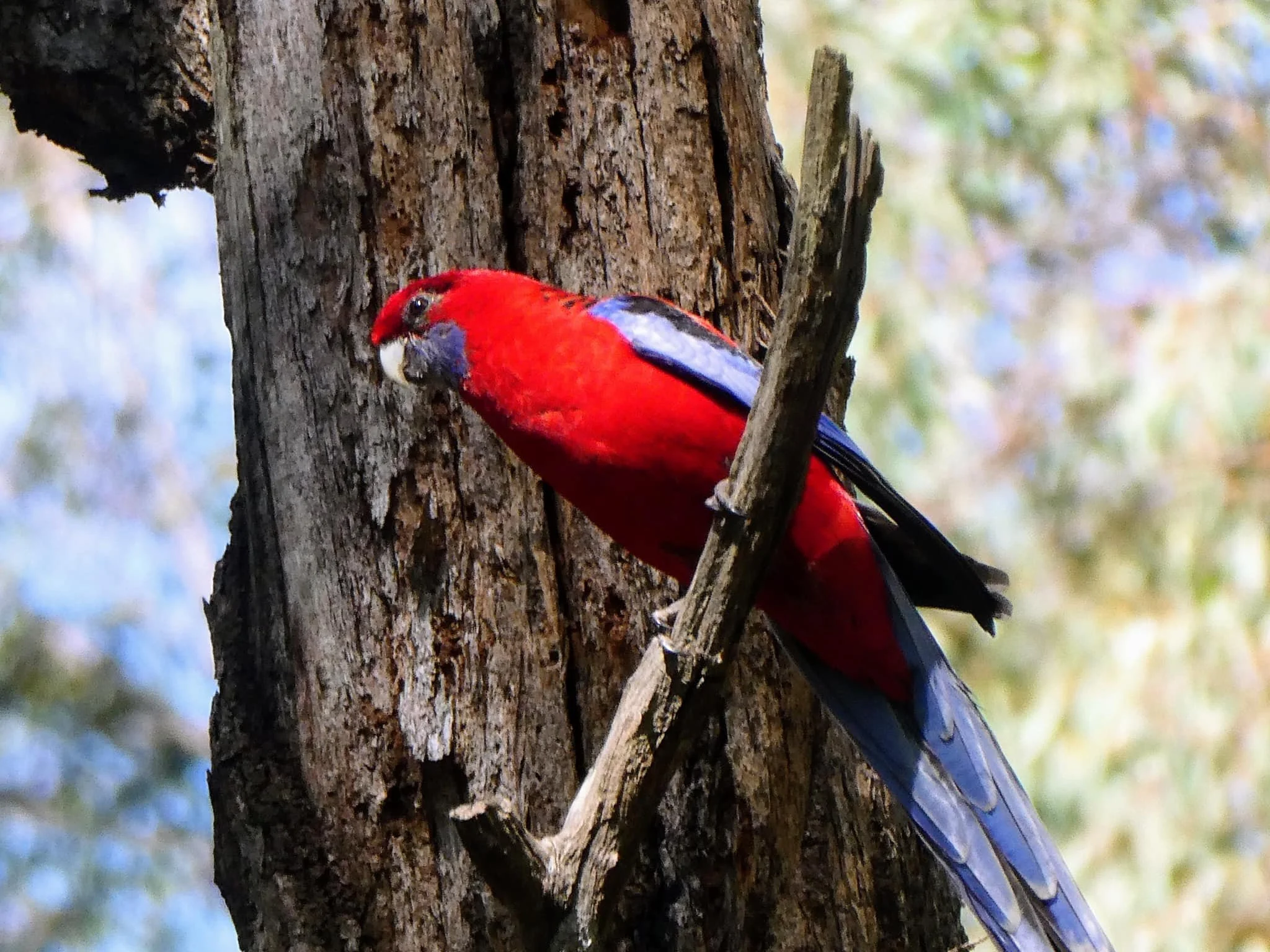 Crimson Rosella 0001 MO.jpg