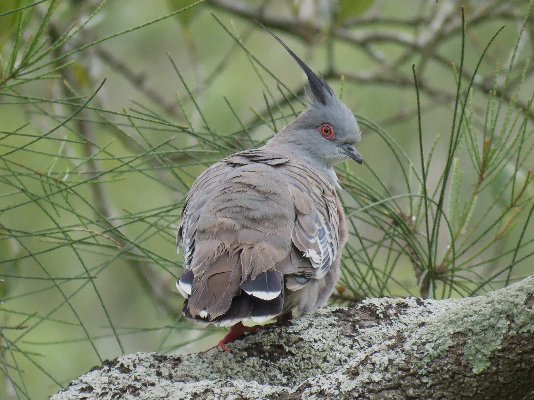 Crested Pigeon 0001 LB.jpg
