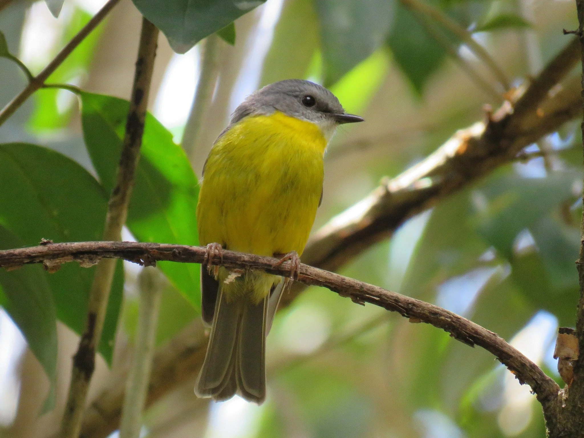 Eastern Yellow Robin 0002 LB.jpg