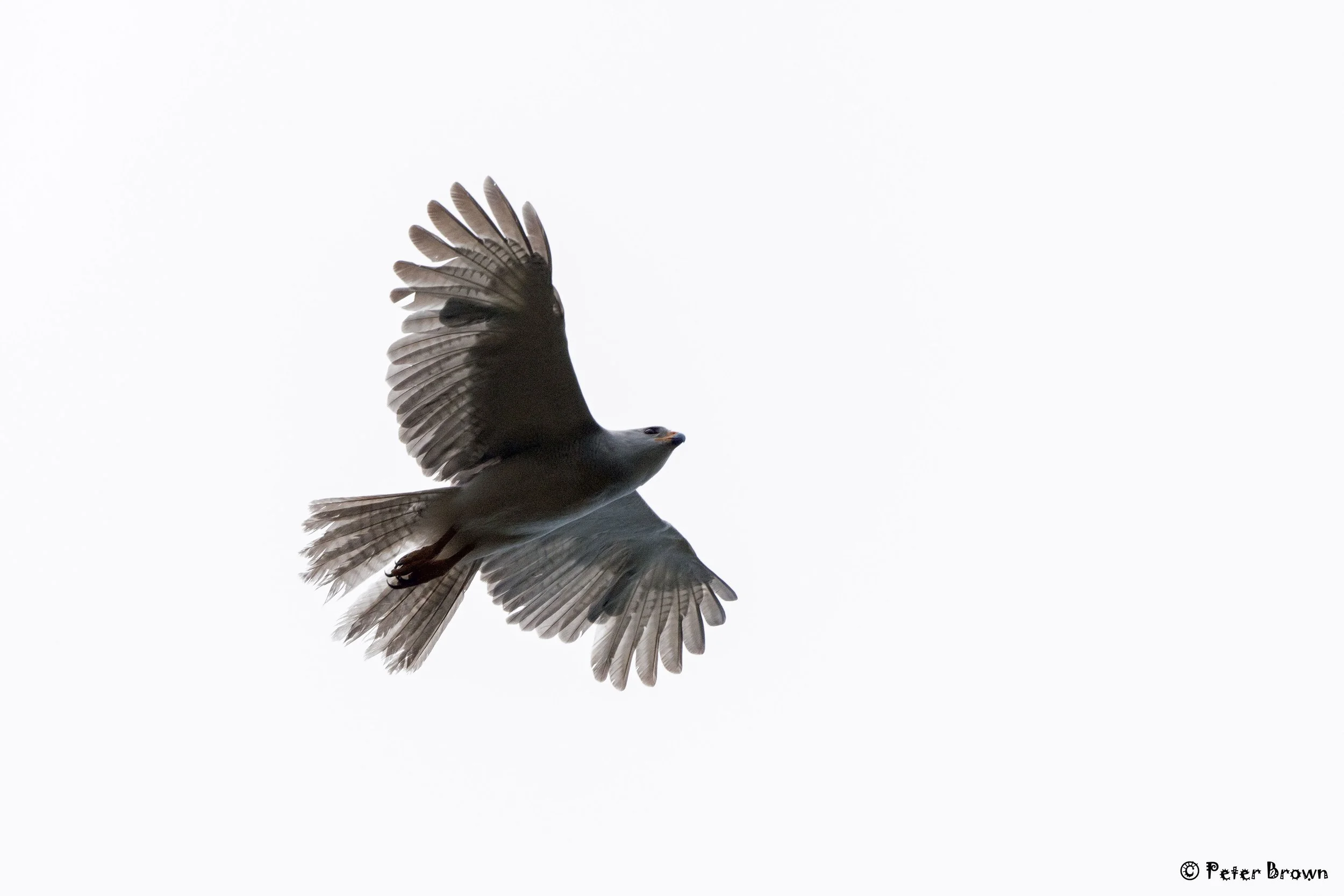 Grey Goshawk 0003 PB.jpg