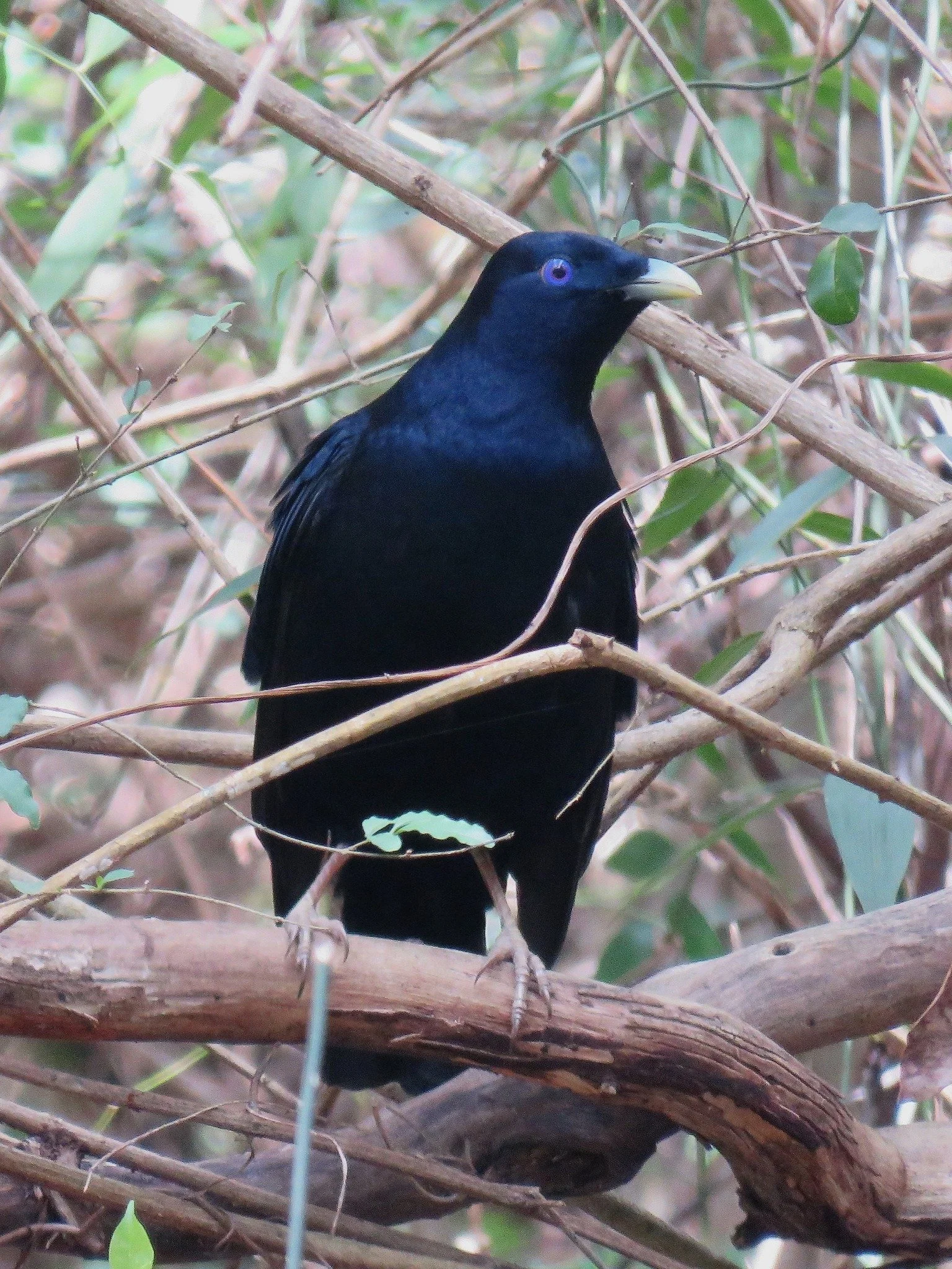 Satin Bowerbird 0003 LB.jpg