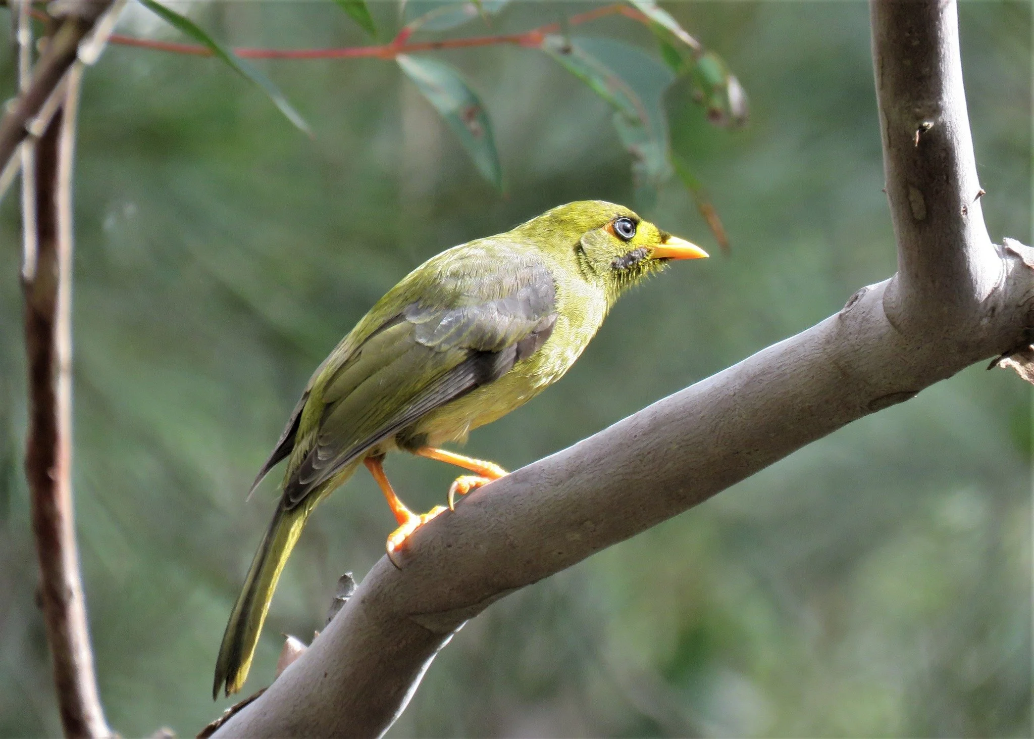 Bell Minor 0001 LB.jpg
