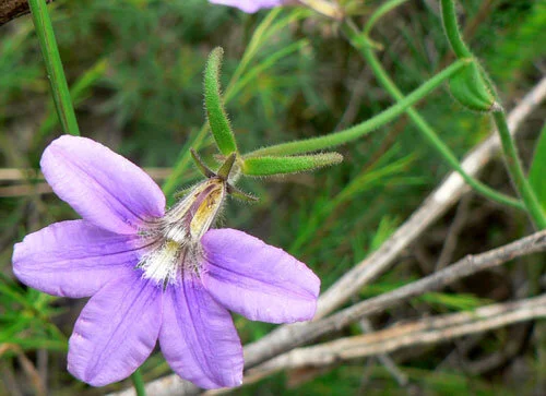 Scaevola ramosissima