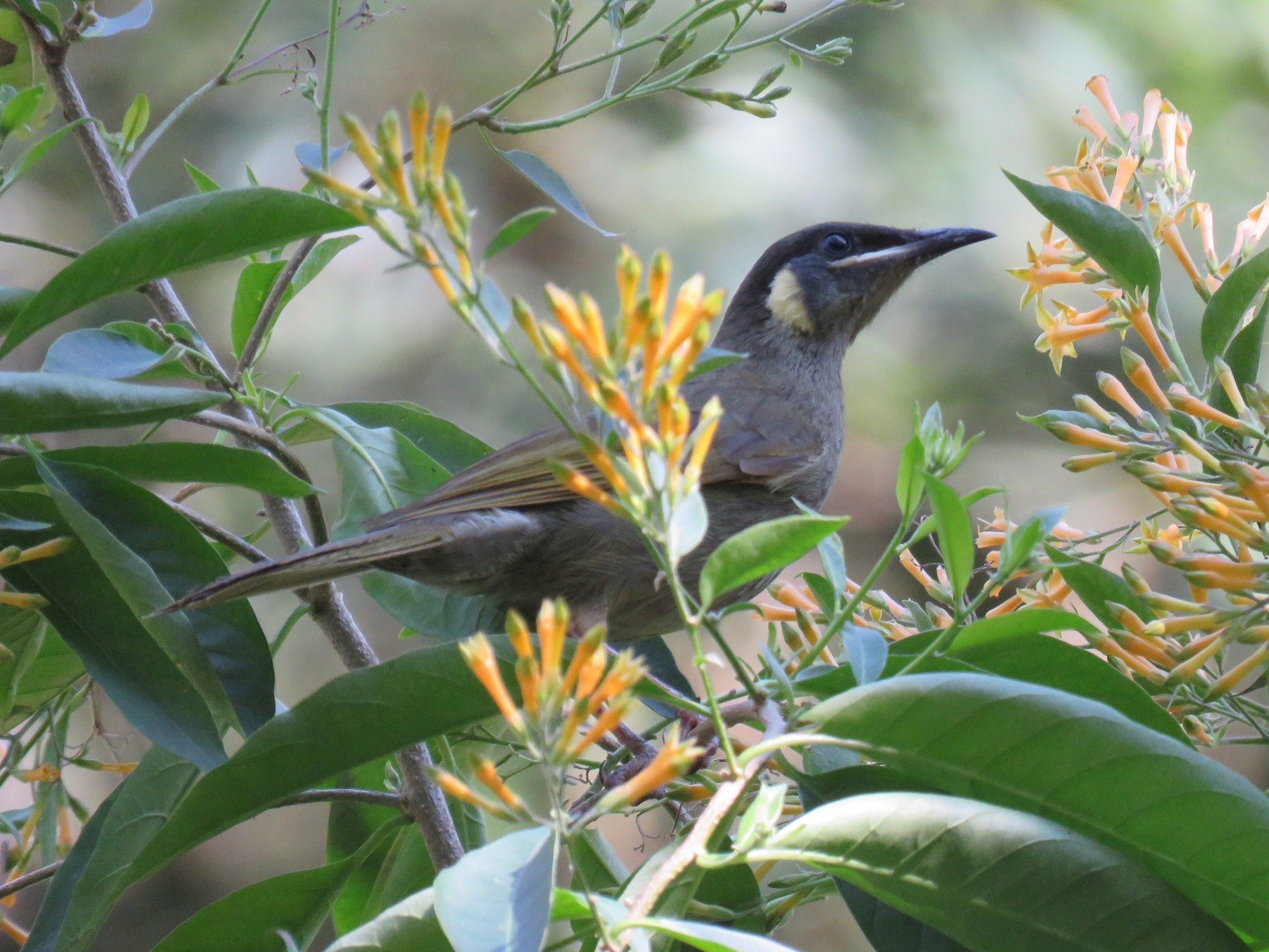 Lewin's Honeyeater 0001 LB.jpg