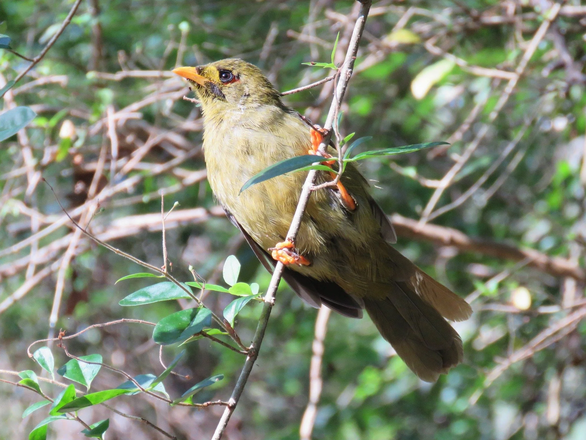 Bell Minor 0002 LB.jpg