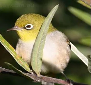 Silvereye.jpg