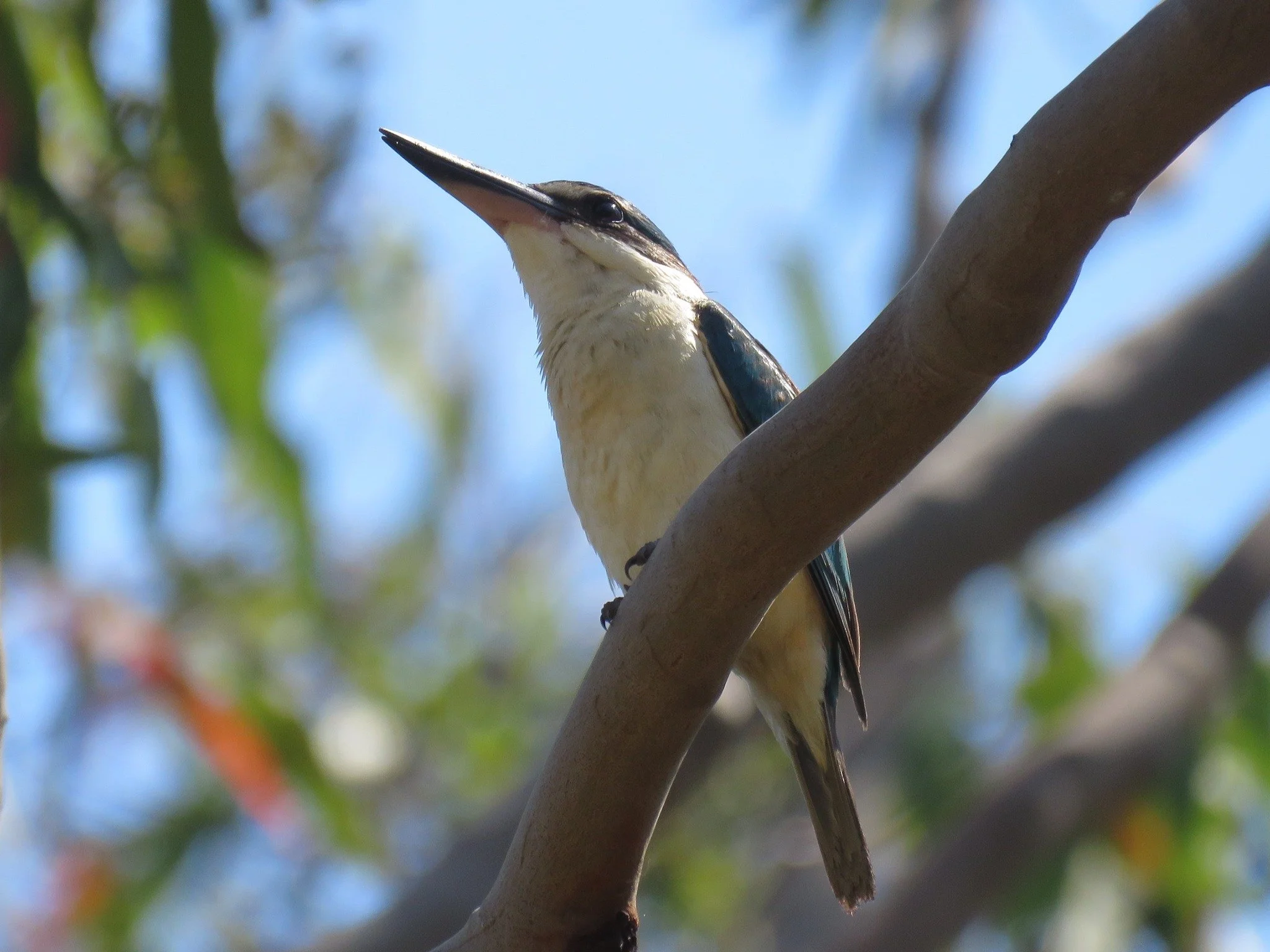 Sacred Kingfisher 0002 LB.jpg
