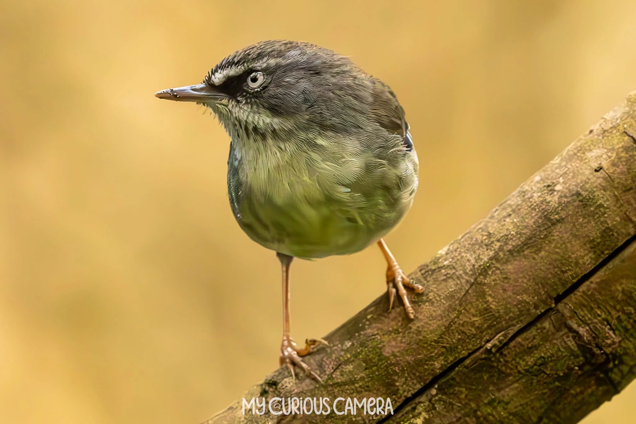 White-browed Scrubwren 0001 MCC.jpg