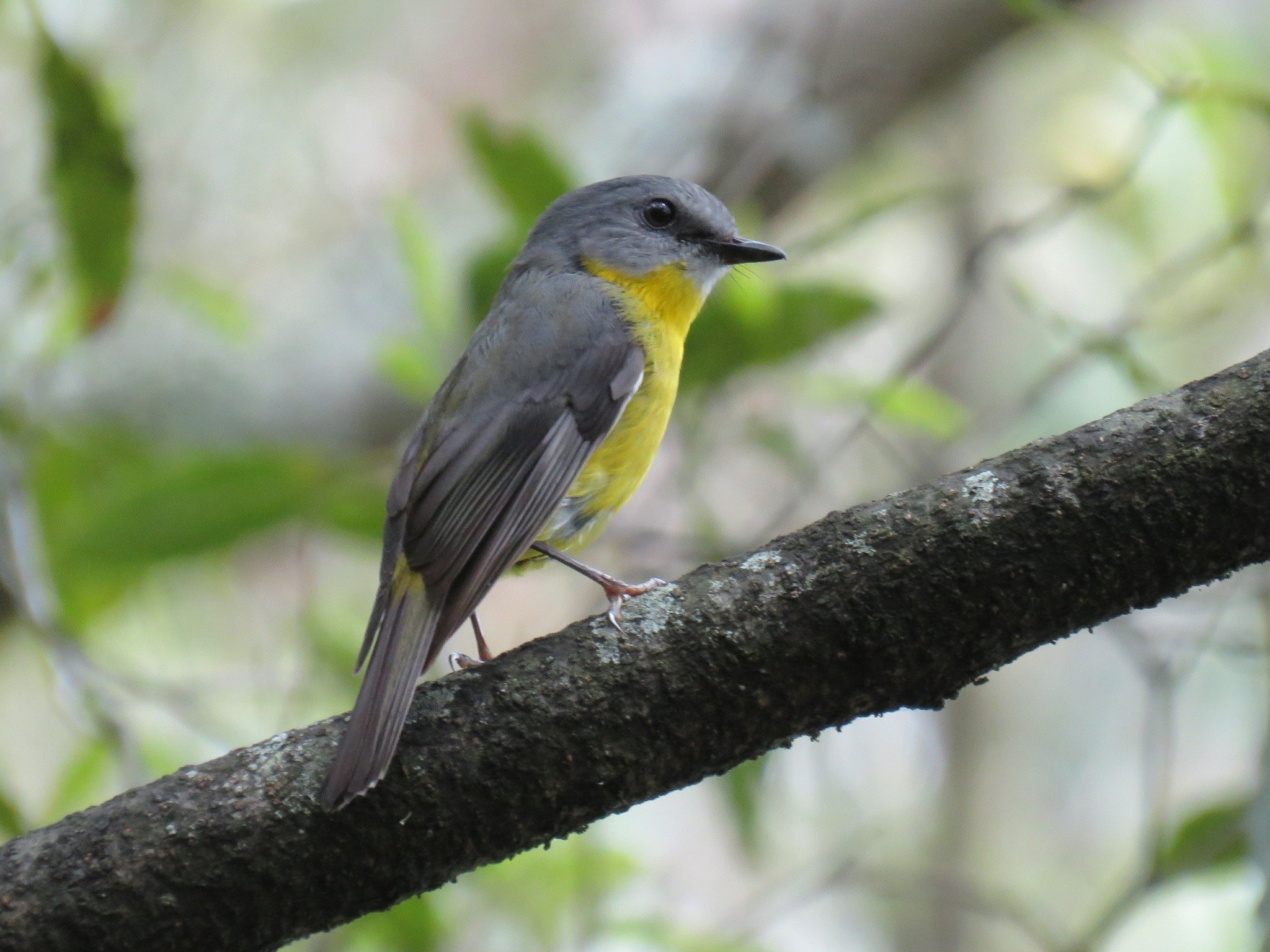 Eastern Yellow Robin 0003 LB.jpg