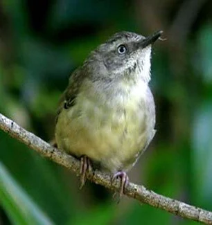 White-browed Scrubwren.jpg