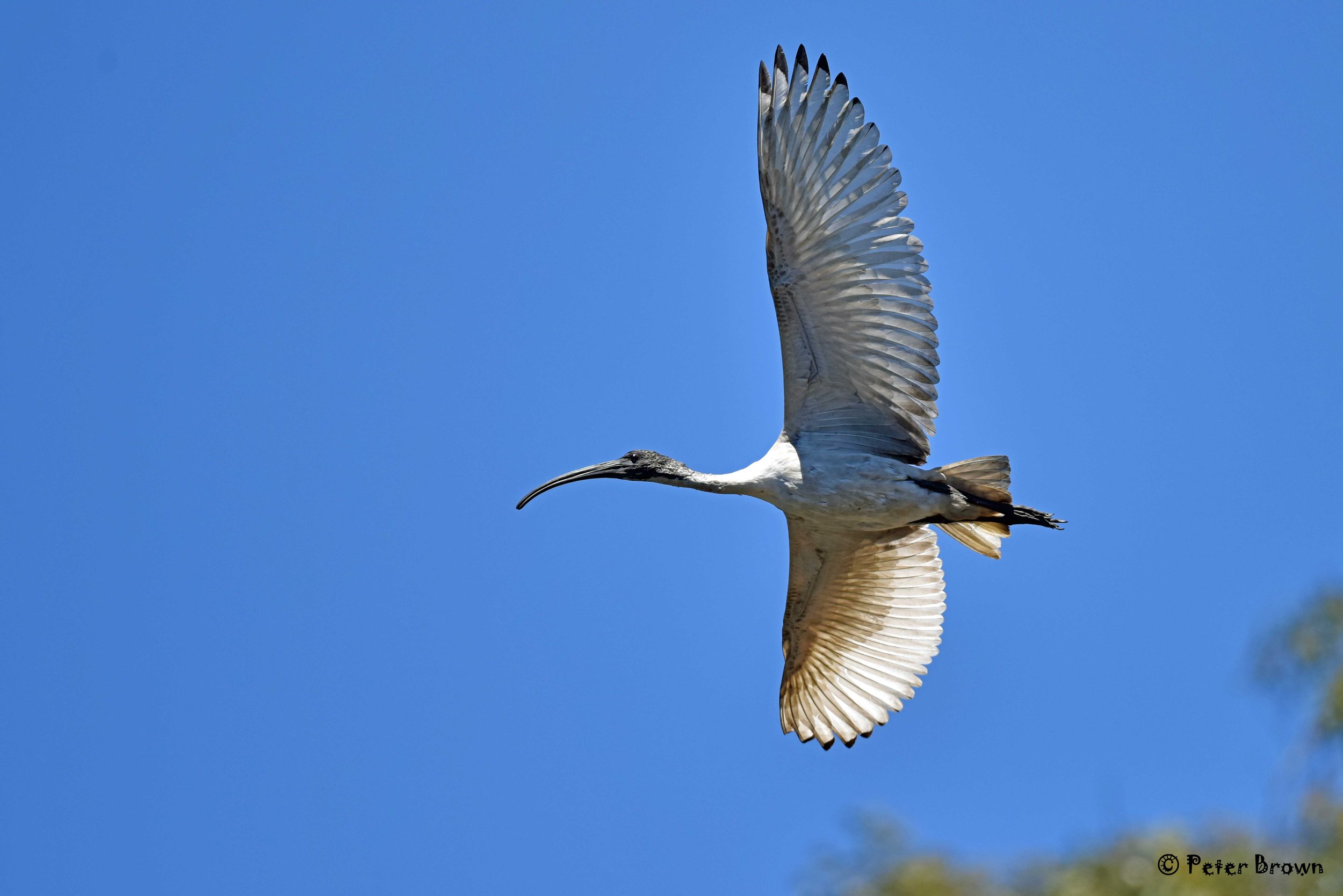 Australian White Ibis 03.jpg