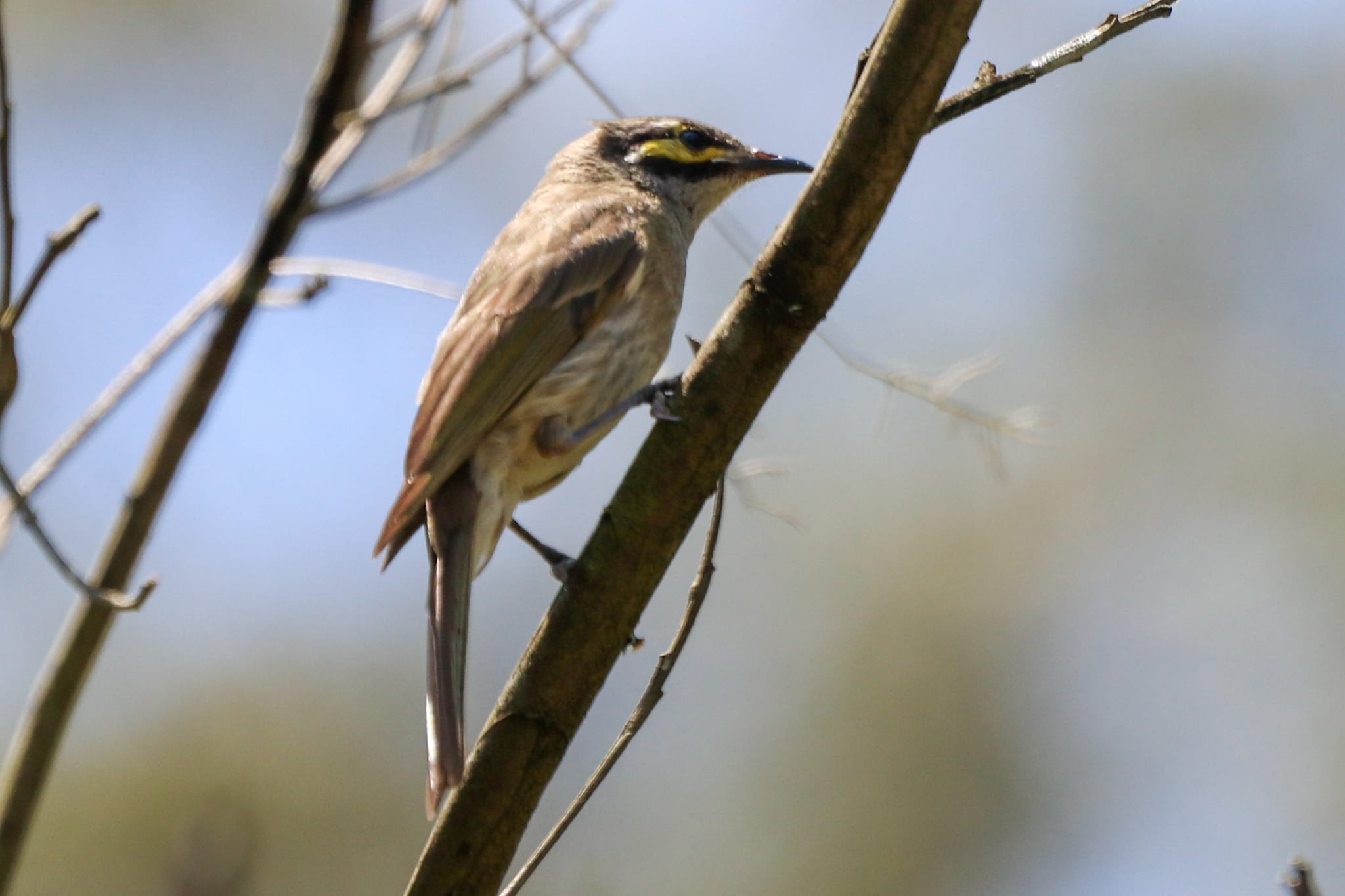 Yellow-faced Honeyeater 0001 NH.jpg