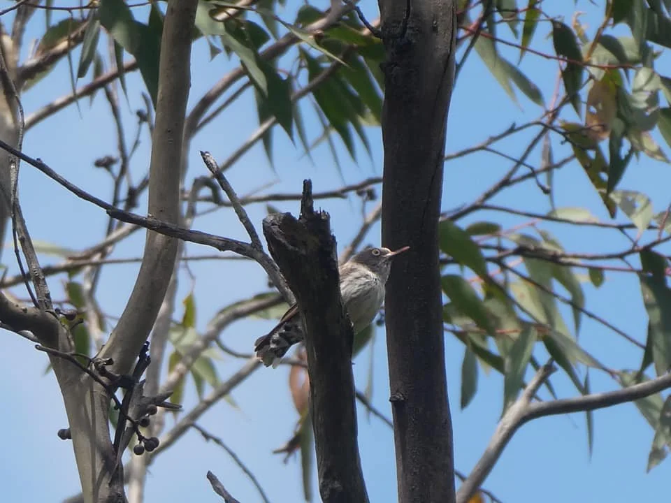 Varied Sittella 0002 MO.jpg