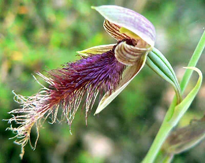 Calochilus gracillimus