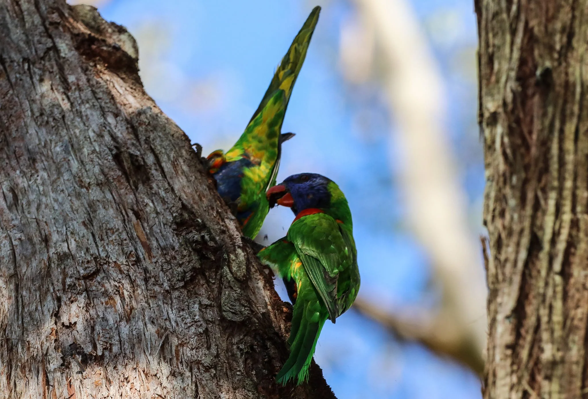 Rainbow Lorikeet 0002 NH.jpg
