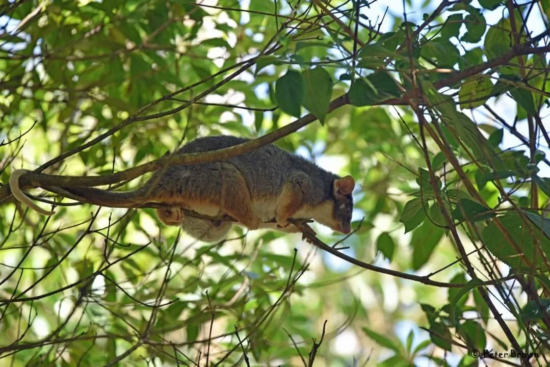 Ring tailed possum