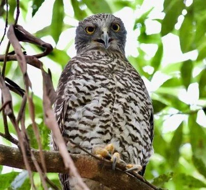 Powerful Owl, a vulnerable species