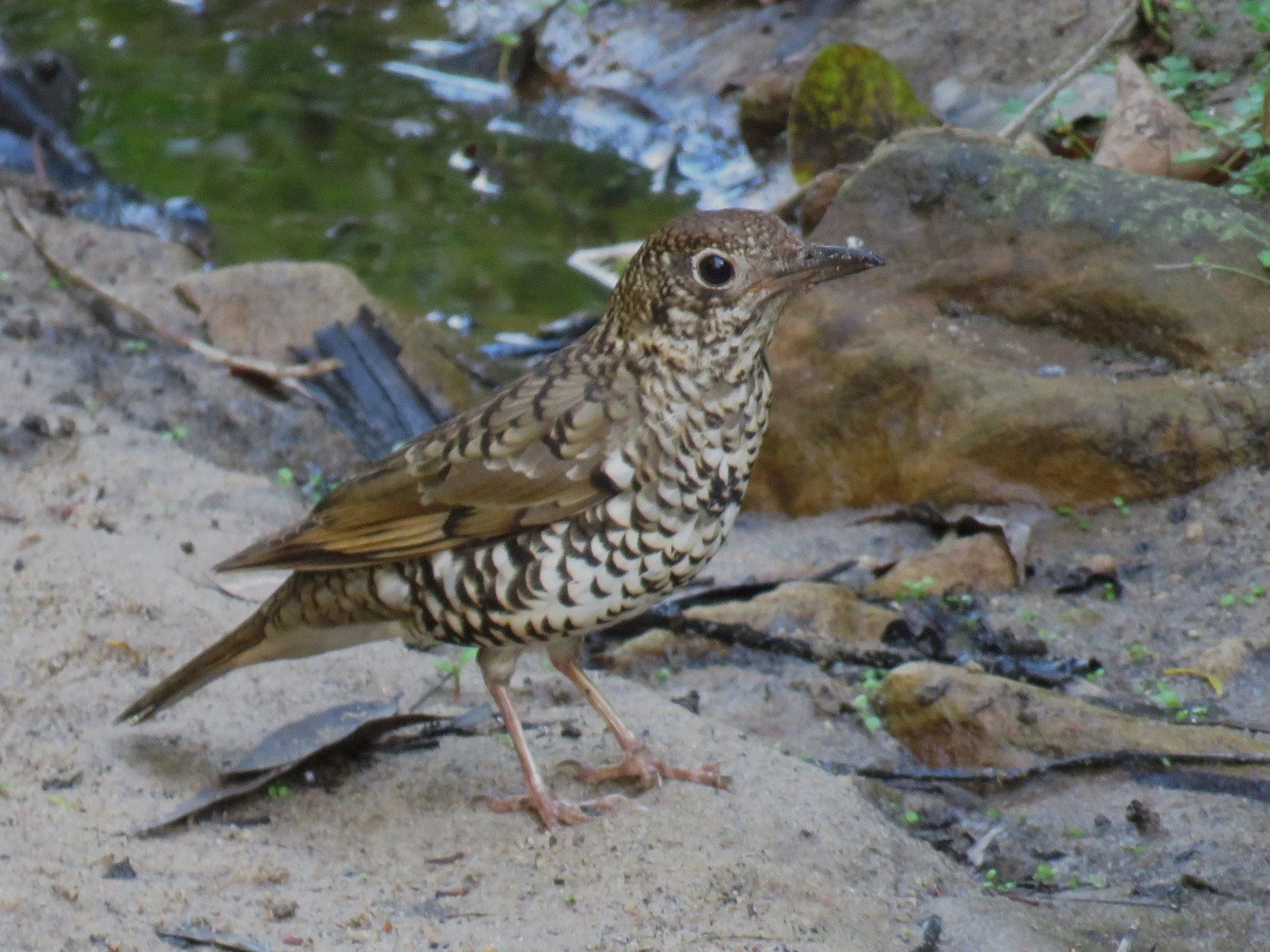 Bassian Thrush 0001 LB.jpg