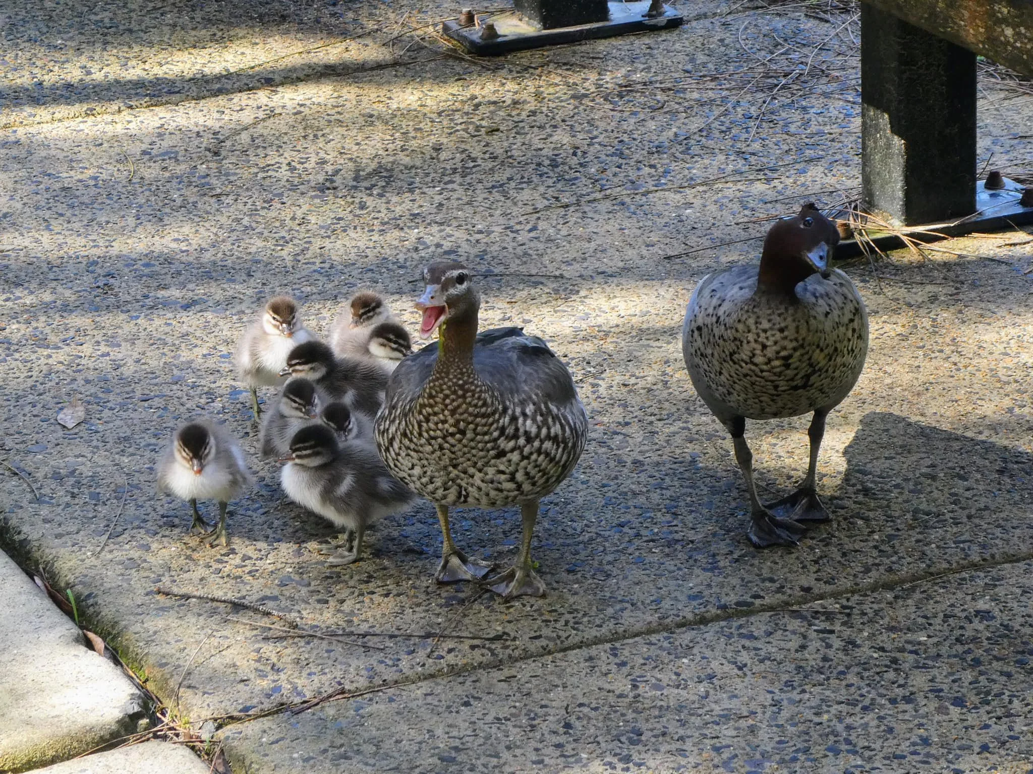 Australian Wood Duck 0001 MO.jpg