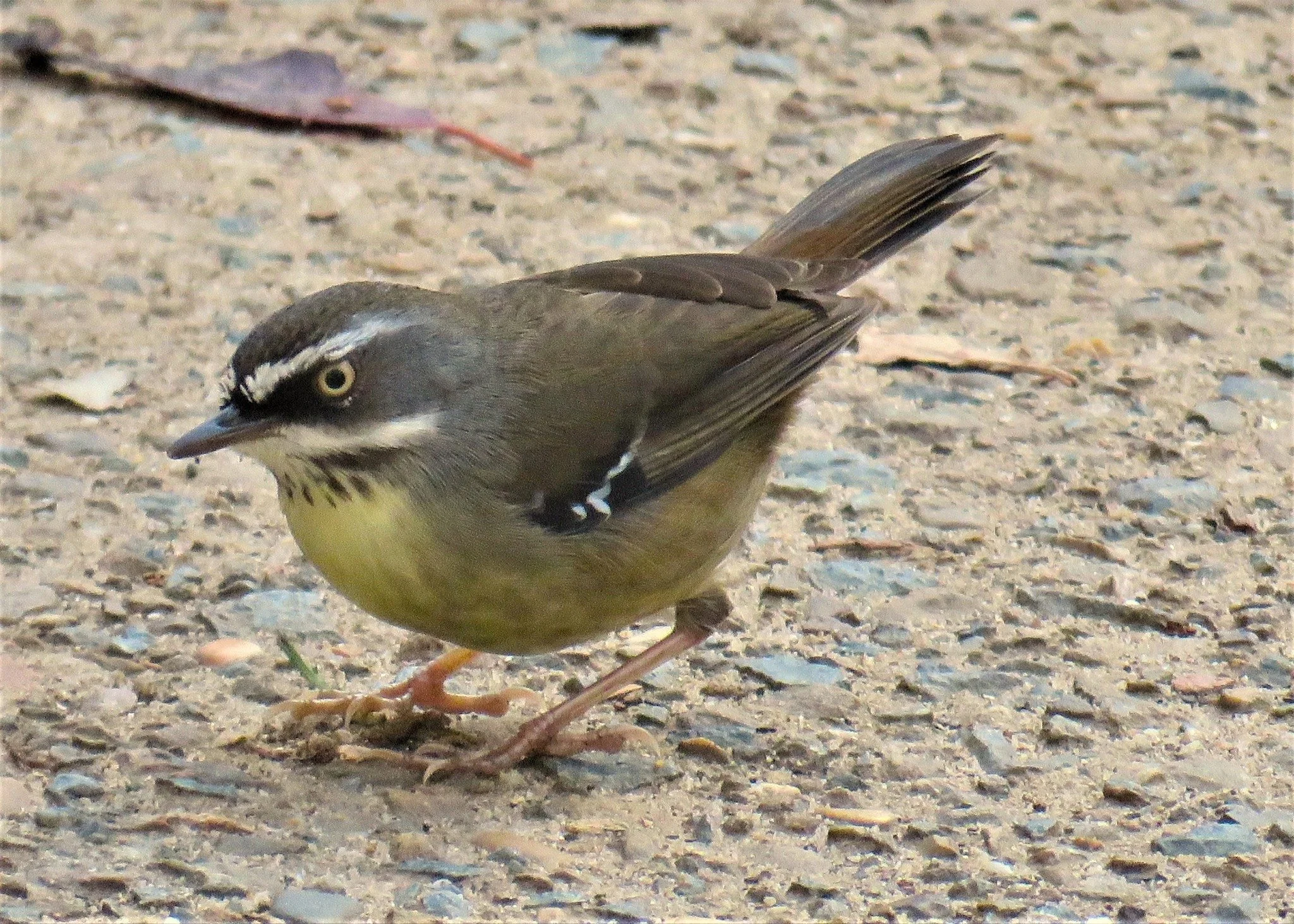 White-browed Scrubwren 0001 LB.jpg