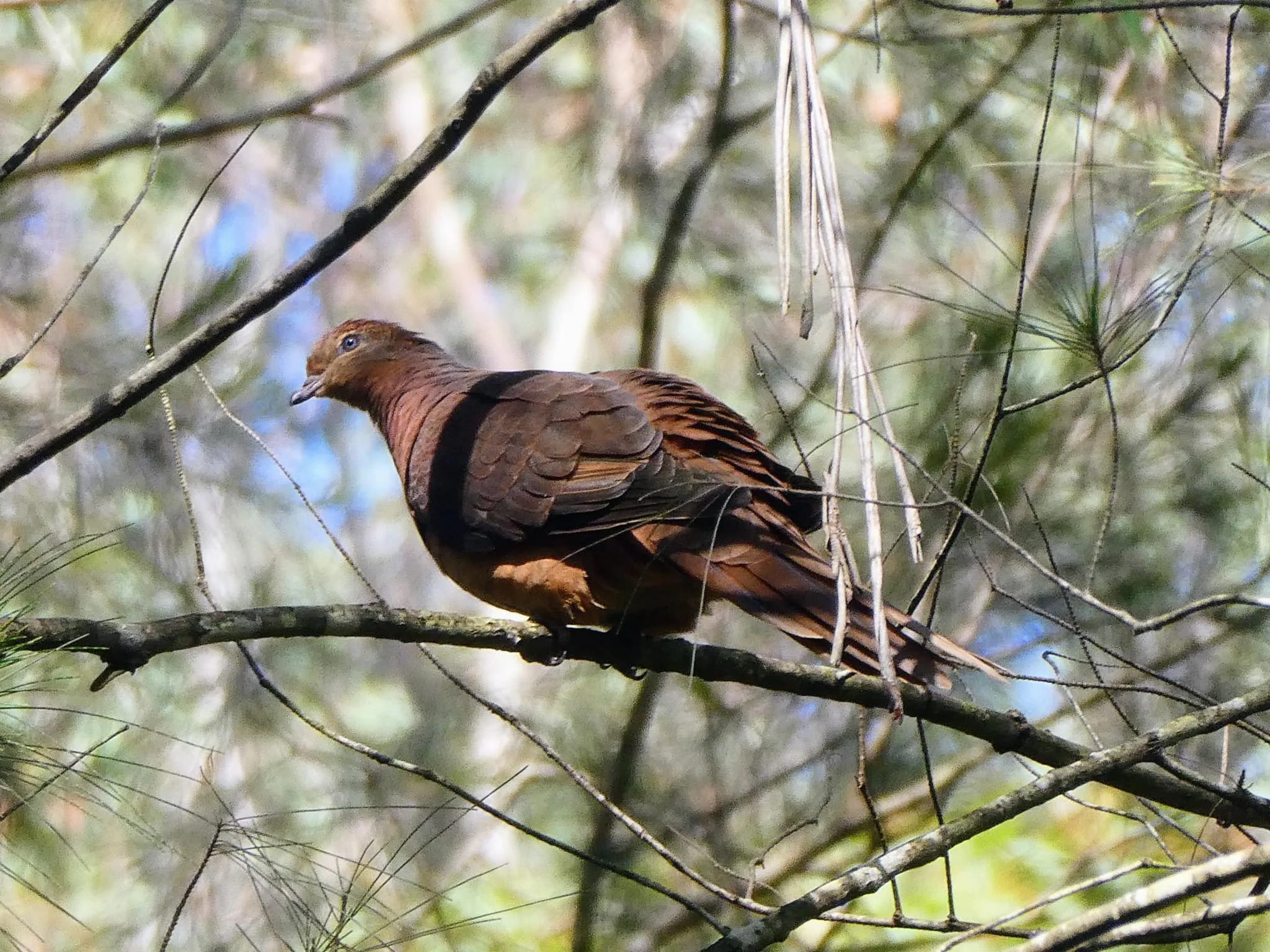 Brown Cuckoo-dove 0001 MO.jpg